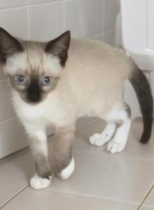 Grumpi's first born - Snowshoe Kitten For Sale - Walterboro, SC, US Grumpi's first born - Snowshoe Kitten For Sale - Walterboro, SC, US