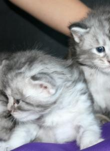Kittens - Maine Coon Kitten For Sale - Bellevue, TN, US Kittens - Maine Coon Kitten For Sale - Bellevue, TN, US