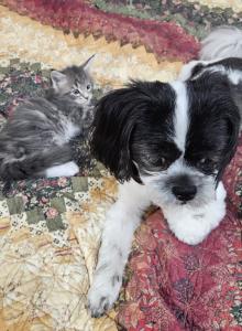 Dutchess's litter - Maine Coon Kitten For Sale - Chickamauga, GA, US Dutchess's litter - Maine Coon Kitten For Sale - Chickamauga, GA, US