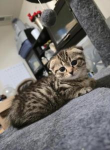Elsa kittens - Scottish Fold Kitten For Sale - Charlotte, NC, US Elsa kittens - Scottish Fold Kitten For Sale - Charlotte, NC, US