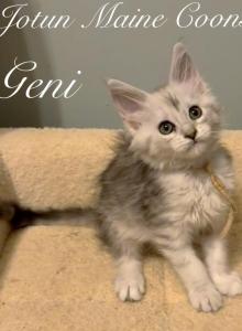 Geni - Maine Coon Kitten For Sale - Greensburg, IN, US Geni - Maine Coon Kitten For Sale - Greensburg, IN, US
