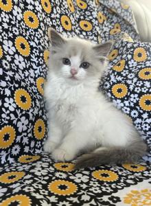 SnowBall Male V face Radgoll - Ragdoll Kitten For Adoption - Auburn&comma; WA&comma; US