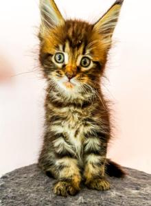 Maine Coon Female - Maine Coon Kitten For Sale - Staten Island&comma; NY&comma; US