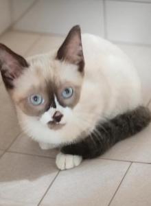 Smirk - Snowshoe Kitten For Sale - Walterboro&comma; SC&comma; US