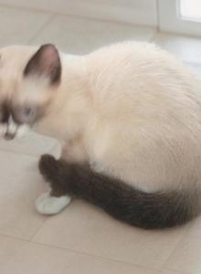 Smirk - Snowshoe Kitten For Sale - Walterboro, SC, US Smirk - Snowshoe Kitten For Sale - Walterboro, SC, US
