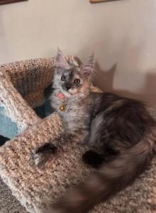 Khalesi - Maine Coon Kitten For Sale - Bechtelsville&comma; PA&comma; US