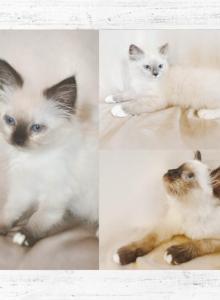 January Litter - Ragdoll Kitten For Sale - Torrance&comma; CA&comma; US