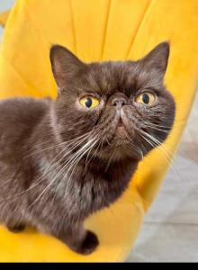 Chocolate & Pachuco - Exotic Cat For Sale - Gibsonton&comma; FL&comma; US