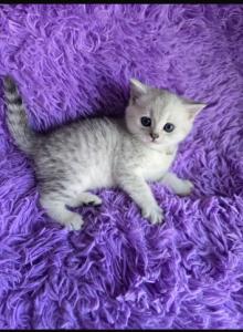 Patrik - Scottish Straight Kitten For Sale - Philadelphia, PA, US Patrik - Scottish Straight Kitten For Sale - Philadelphia, PA, US