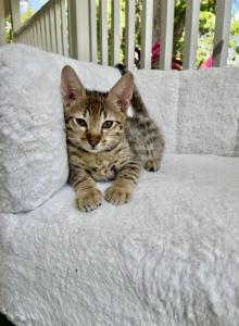 Baby - Savannah Kitten For Sale - Bradenton&comma; FL&comma; US