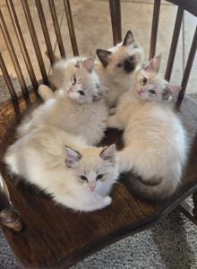 RAGDOLL KITTENS TICA REGISTERED - Ragdoll Kitten For Sale - St&period; George&comma; UT&comma; US