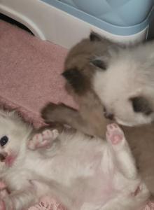 Spring Kittens - Ragdoll Kitten For Sale - TX&comma; US