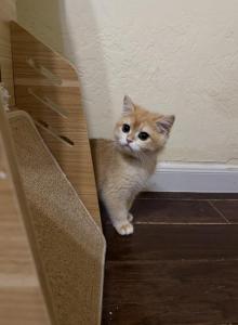 Male British - British Shorthair Kitten For Sale - Houston&comma; TX&comma; US
