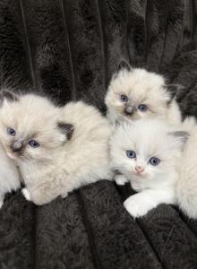 Ragdolls - Ragdoll Kitten For Sale - Dearborn, MI, US Ragdolls - Ragdoll Kitten For Sale - Dearborn, MI, US