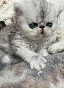 Theo - Persian Kitten For Sale - Fleming Island&comma; FL&comma; US