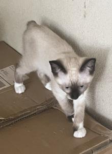 BANDIT SNOW MANX - Siamese Kitten For Sale - Bryan&comma; TX&comma; US