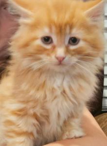 Mango - Domestic Kitten For Sale - Parker&comma; CO&comma; US