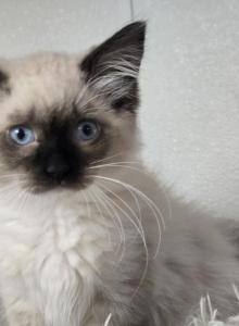 Ragdoll Girl Seal Point mitted - Ragdoll Kitten For Sale - Westfield&comma; MA&comma; US