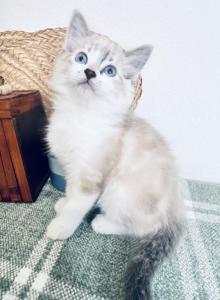 Sweetest Ragdoll kittens - Ragdoll Kitten For Sale - TX&comma; US