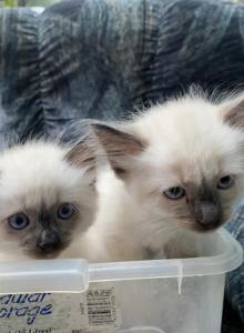Purebred male Seal Point Siamese kitten - Siamese Kitten For Adoption - NJ&comma; US