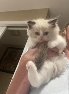 Angelica - Ragdoll Kitten For Sale - San Diego, CA, US Angelica - Ragdoll Kitten For Sale - San Diego, CA, US