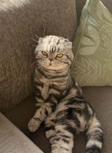 Roxy - Scottish Fold Kitten For Sale - CA&comma; US