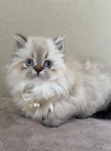 Scottish Kilt Standard LH - Munchkin Kitten For Sale - Sun City Center&comma; FL&comma; US