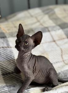Blossom - Sphynx Kitten For Sale - Lakeland&comma; FL&comma; US