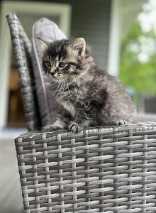Kitten 1 - Domestic Kitten For Sale - Westfield&comma; MA&comma; US