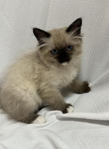 Full Radgoll - Ragdoll Kitten For Adoption - Auburn&comma; WA&comma; US