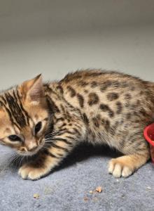 Spring Bengal Kitten - Bengal Kitten For Sale - VA&comma; US