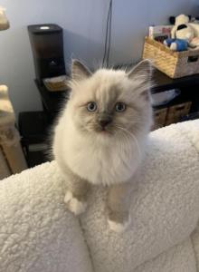 ON HOLD Jasper - Ragdoll Kitten For Sale - Stoneham&comma; MA&comma; US
