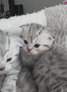 Charming - Scottish Fold Kitten For Sale - Simpsonville&comma; SC&comma; US