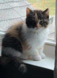 Mega - Scottish Fold Kitten For Sale - AND&comma; SC&comma; US