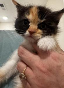 Mega - Scottish Fold Kitten For Sale - AND&comma; SC&comma; US