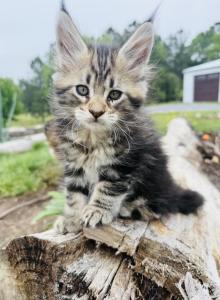 Honey - Maine Coon Kitten For Sale - Vass&comma; NC&comma; US