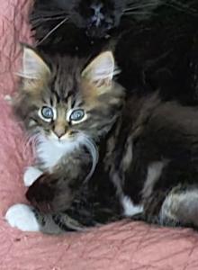 Oreo - Maine Coon Kitten For Sale - Manchester Township&comma; NJ&comma; US