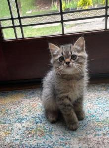 Hurry - Scottish Straight Kitten For Sale - Atlanta&comma; GA&comma; US
