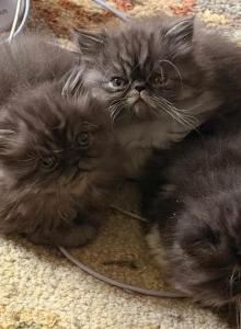 Persian kittens - Persian Kitten For Sale - Norwalk&comma; CT&comma; US