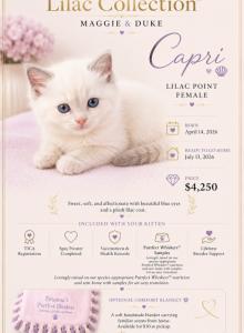 Lilac Collection - Ragdoll Kitten For Sale - Mount Joy&comma; PA&comma; US
