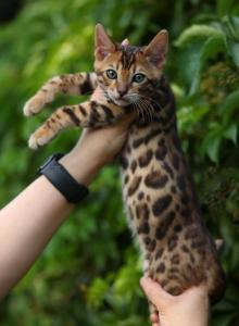 Lux - Bengal Kitten For Sale - San Francisco&comma; CA&comma; US