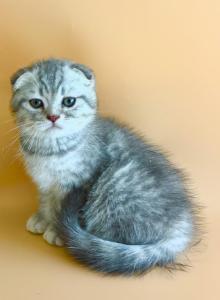 Luna - British Shorthair Kitten For Sale - Aliso Viejo&comma; CA&comma; US