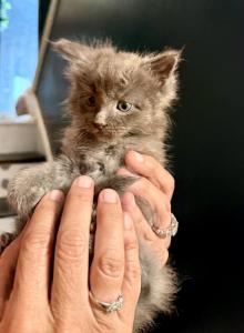 Synyi's Babies - Maine Coon Kitten For Sale - Florence&comma; AL&comma; US
