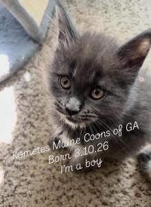 The Legacy Litter - Maine Coon Kitten For Sale - Dublin, GA, US The Legacy Litter - Maine Coon Kitten For Sale - Dublin, GA, US