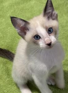 Snows Snowshoe - Snowshoe Kitten For Sale - Moneta&comma; VA&comma; US