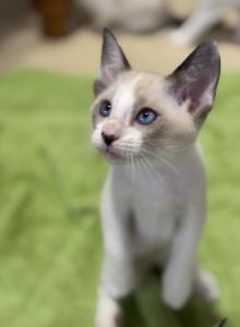 Snows Snowshoe - Snowshoe Kitten For Sale - Moneta, VA, US Snows Snowshoe - Snowshoe Kitten For Sale - Moneta, VA, US