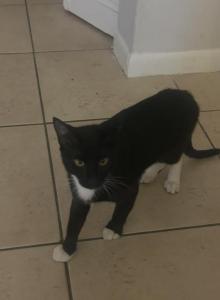 Buster - Domestic Cat For Adoption - FL&comma; US