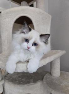 Afroditedolls Diamond - Ragdoll Kitten For Sale - Bradenton&comma; FL&comma; US