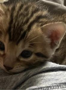 Bengal Kitty - Bengal Kitten For Sale - GA&comma; US