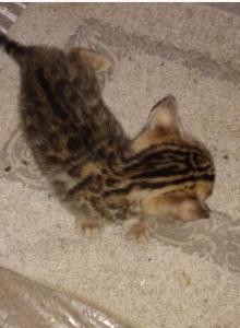 Bengal Kitty - Bengal Kitten For Sale - GA&comma; US